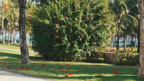 Tiny Land® One-Stop Beach Toy & Tent Set – Pastel Yellow Stripes